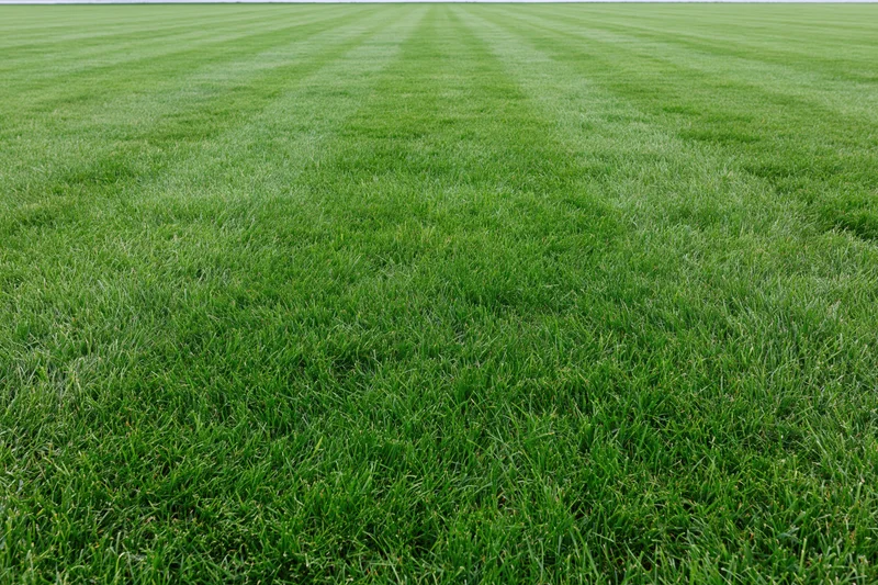 Freshly mowed green lawn with striped pattern filling the frame