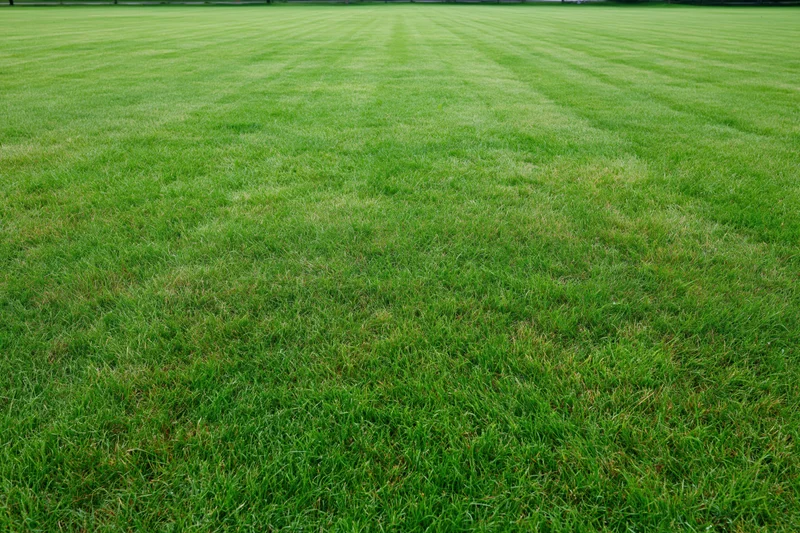 Freshly mowed green lawn with striped pattern filling the frame