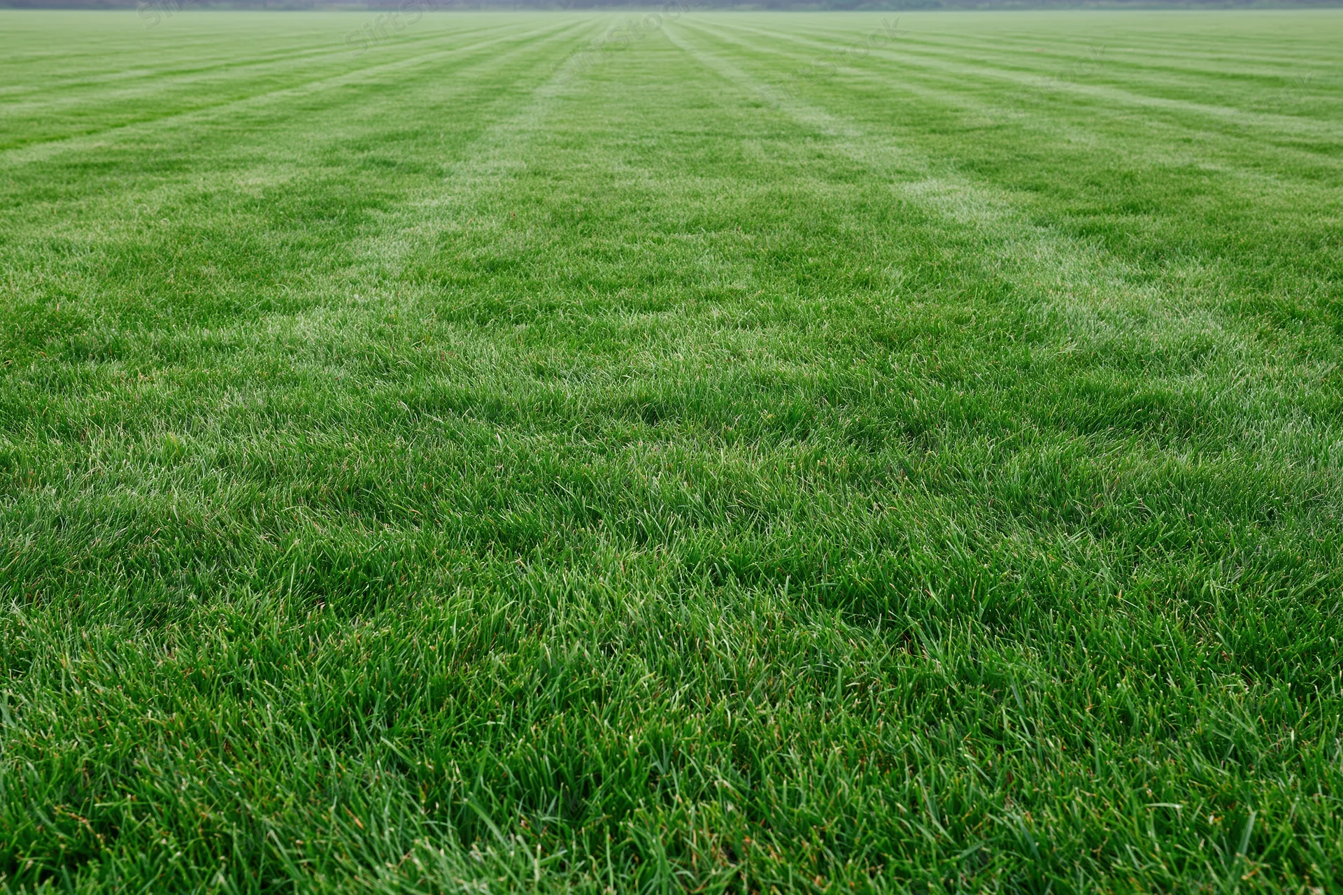 Freshly mowed green lawn with striped pattern filling the frame