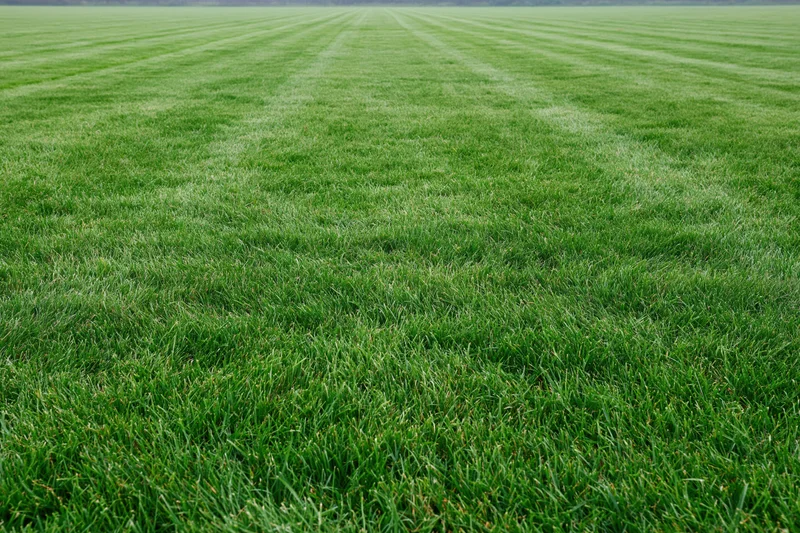Freshly mowed green lawn with striped pattern filling the frame