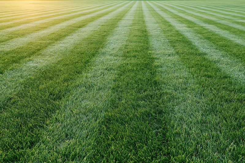 Freshly mowed grass field with striped pattern stretching to the horizon