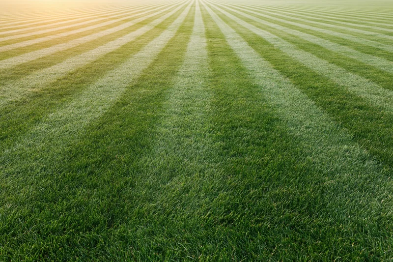 Freshly mowed grass field with striped pattern stretching to the horizon
