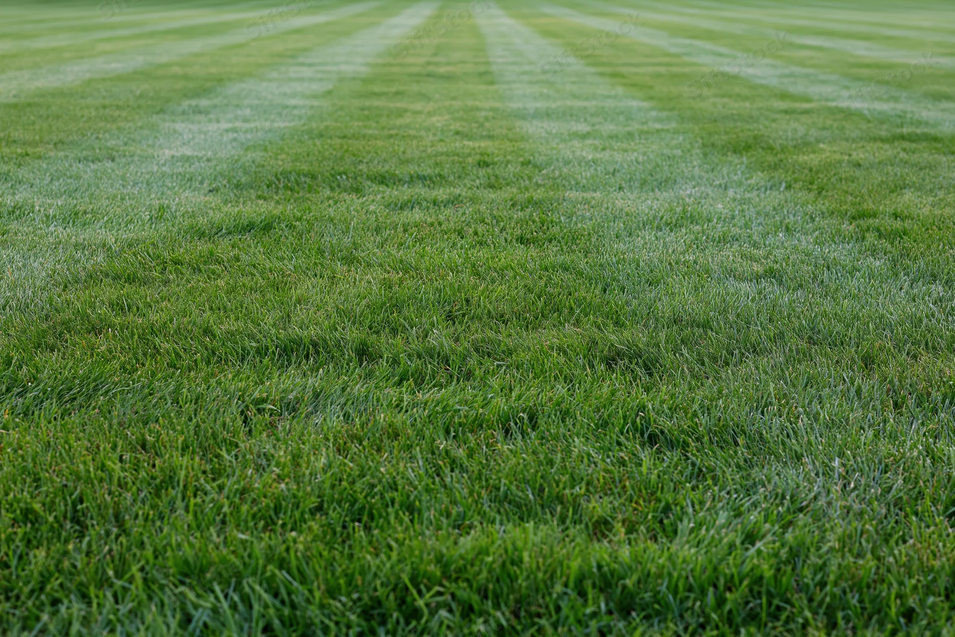 Freshly mowed grass lawn with striped pattern filling the frame