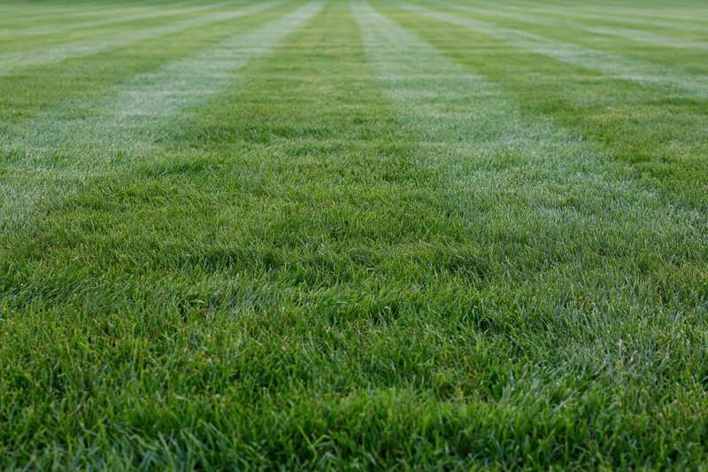 Freshly mowed grass lawn with striped pattern filling the frame