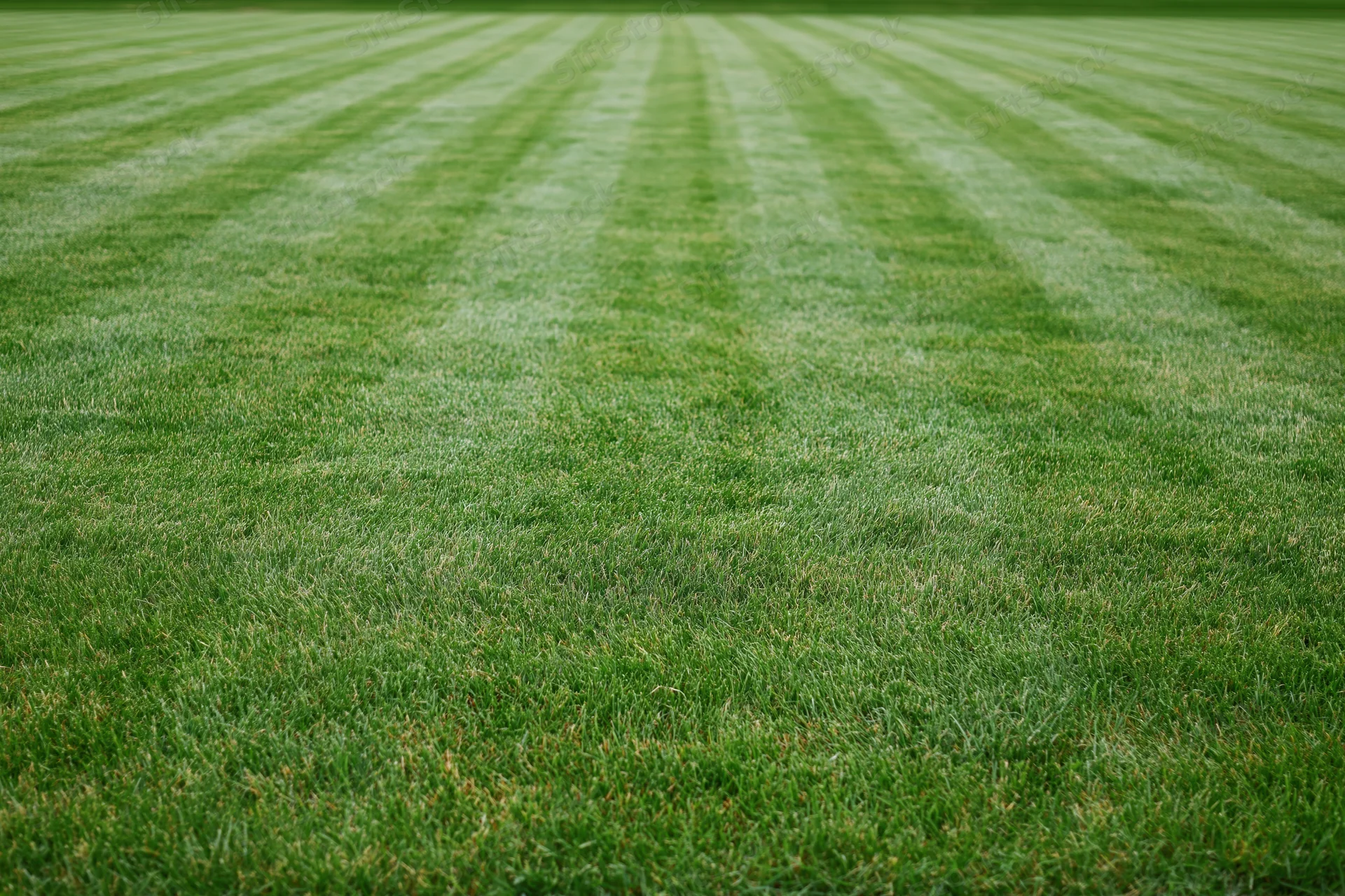 Freshly mowed grass lawn with striped pattern filling the frame