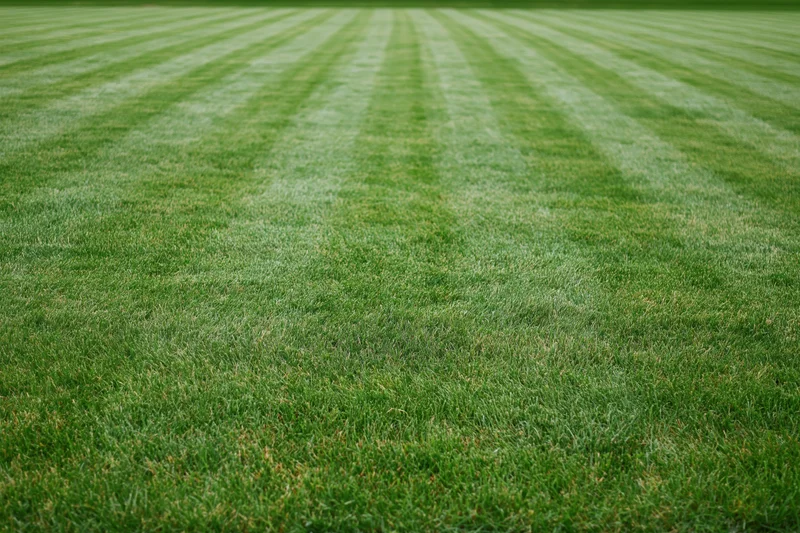Freshly mowed grass lawn with striped pattern filling the frame