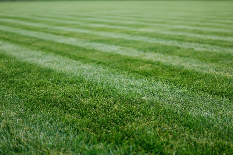 Freshly mowed grass lawn with striped pattern filling the frame