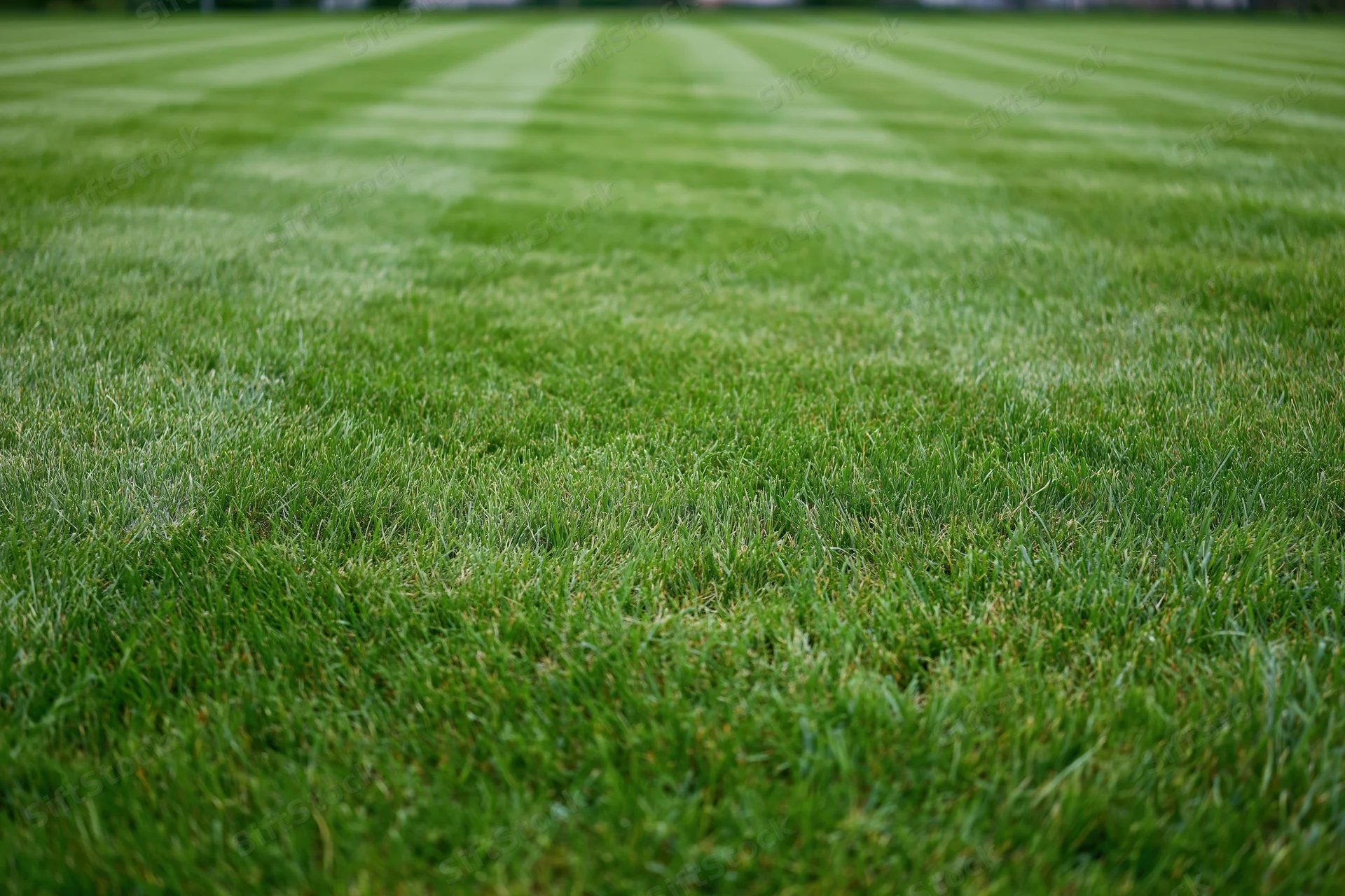 Freshly mowed grass lawn with striped pattern filling the frame