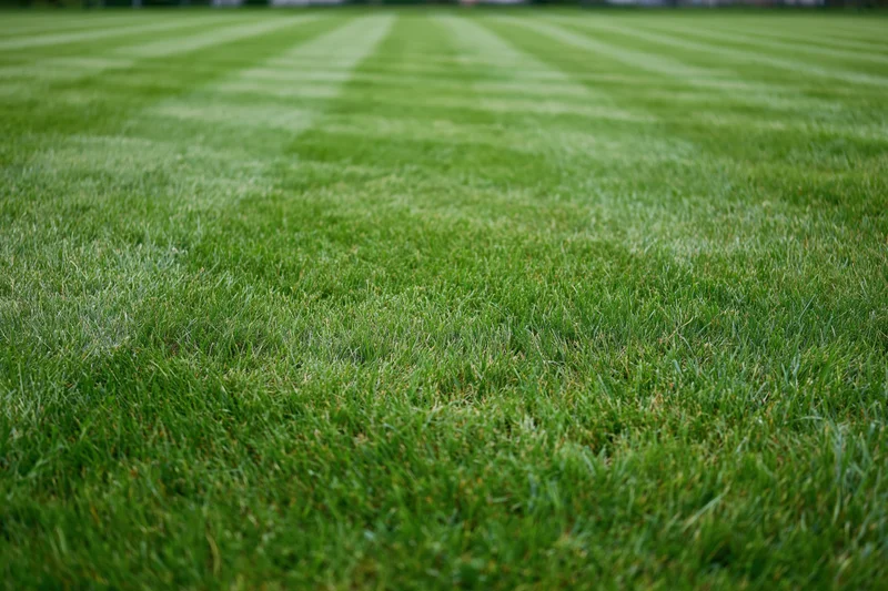 Freshly mowed grass lawn with striped pattern filling the frame