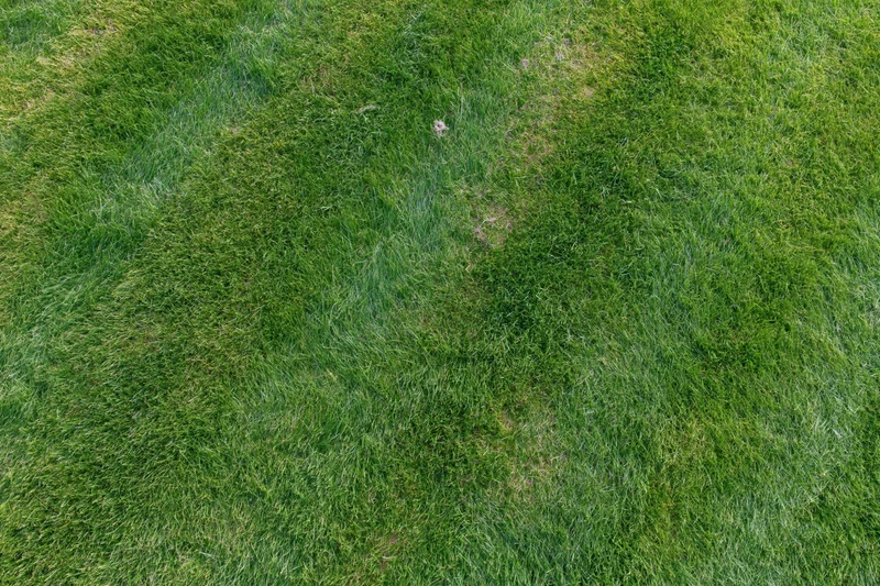 Freshly mowed grass lawn viewed from directly overhead