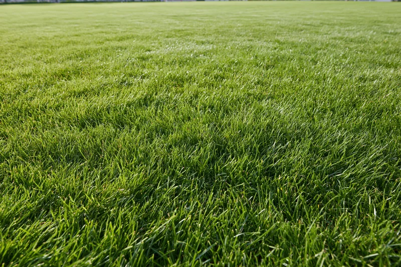 Freshly mowed green grass lawn stretching to the horizon in an open outdoor field