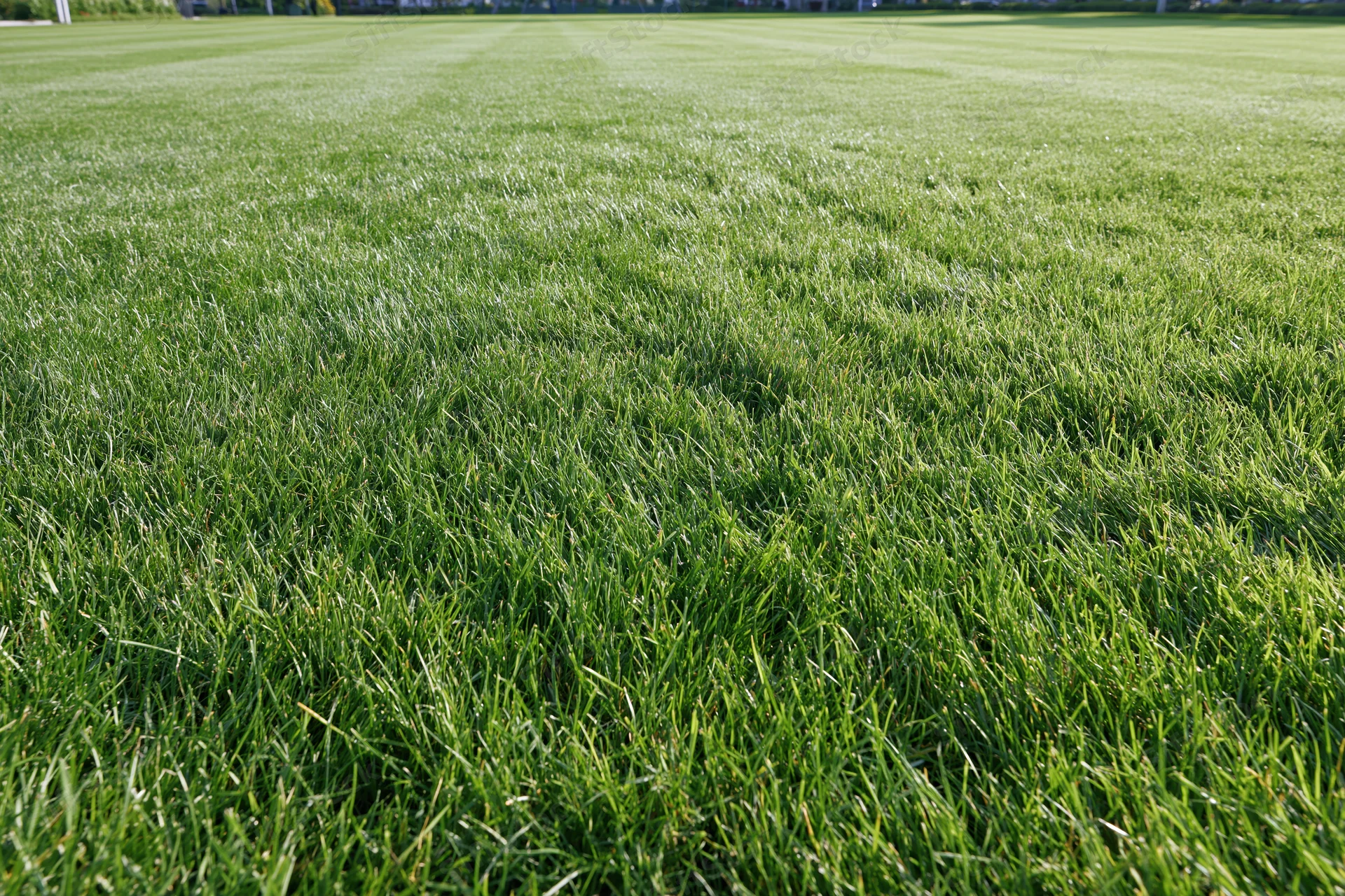 Freshly mowed green grass lawn stretching to the horizon in an outdoor field