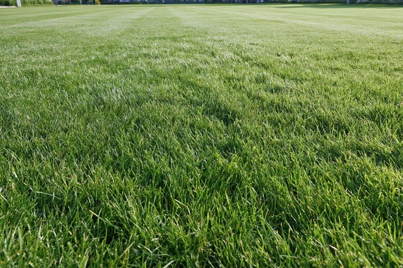 Freshly mowed green grass lawn stretching to the horizon in an outdoor field