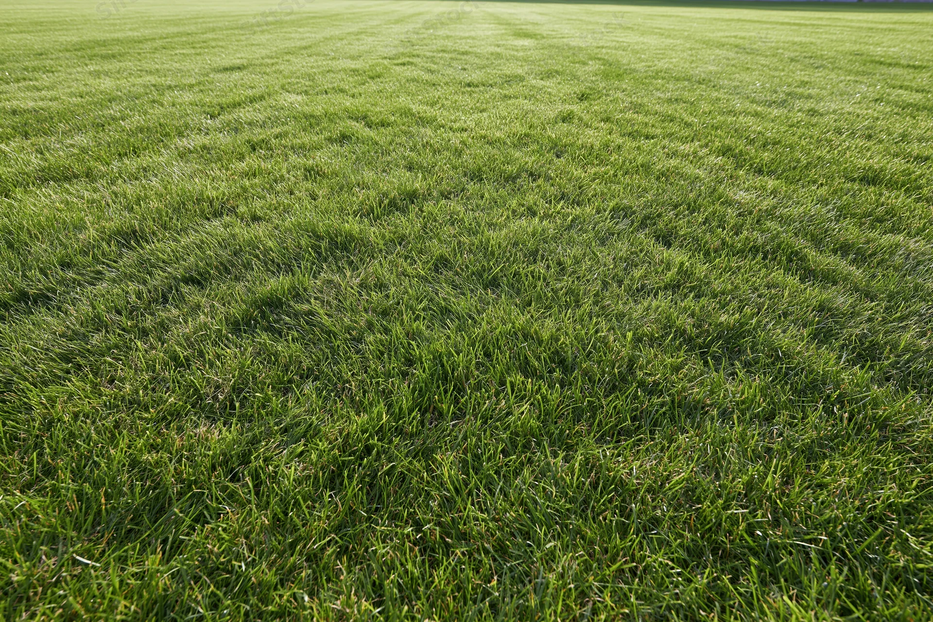 Freshly mowed green grass lawn stretching into the distance with visible mowing stripes