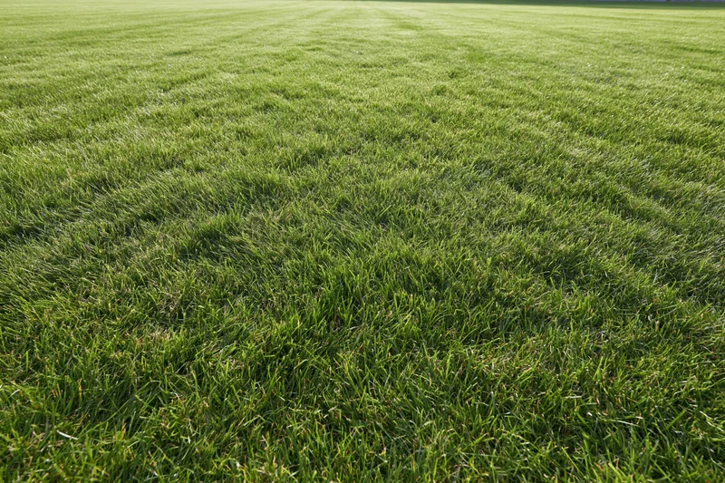 Freshly mowed green grass lawn stretching into the distance with visible mowing stripes