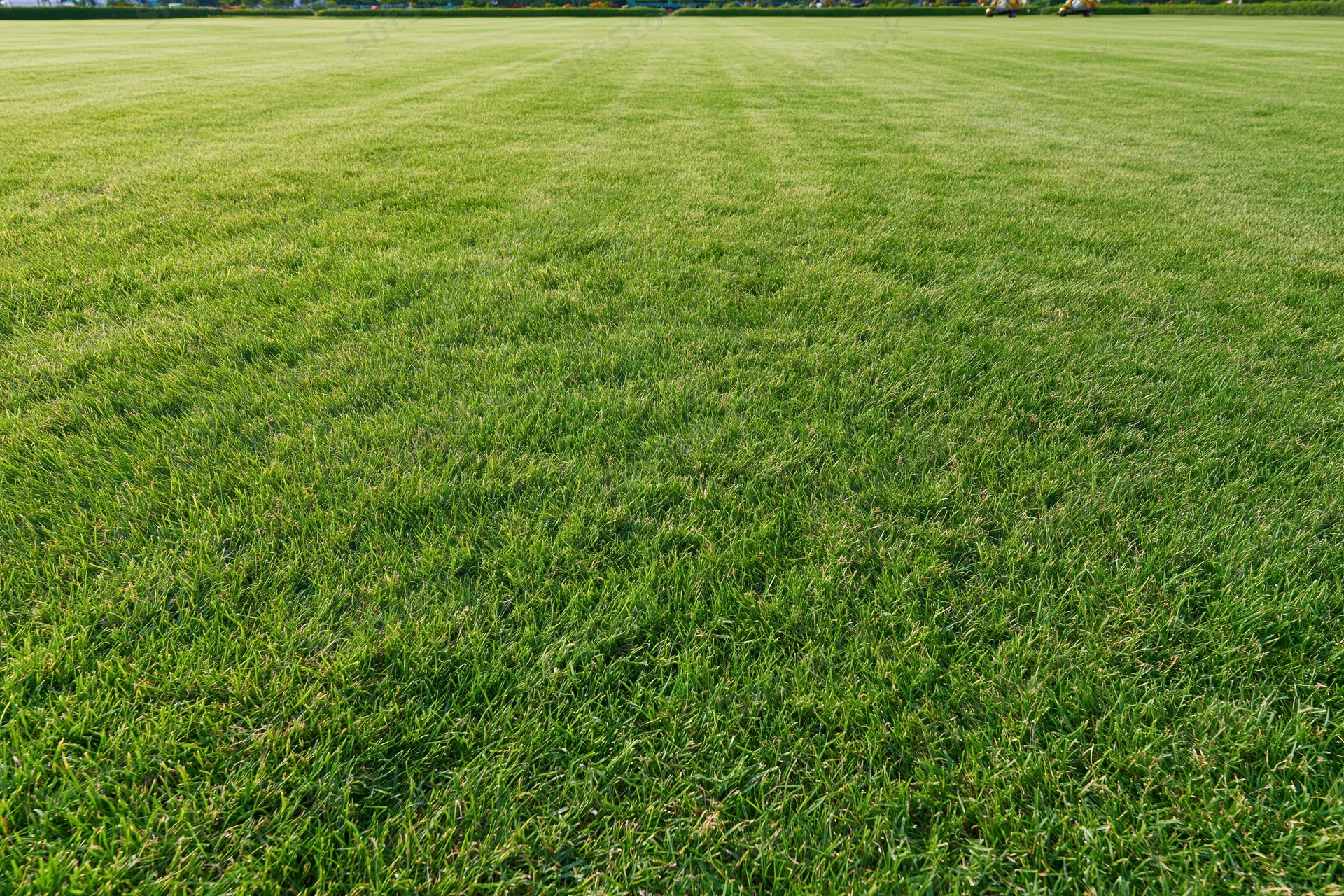 Freshly mowed green grass lawn stretching to the horizon in an open outdoor field
