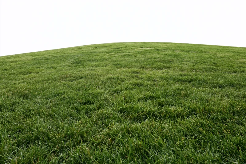 Freshly mowed green grass lawn gently sloping upward in an open outdoor space