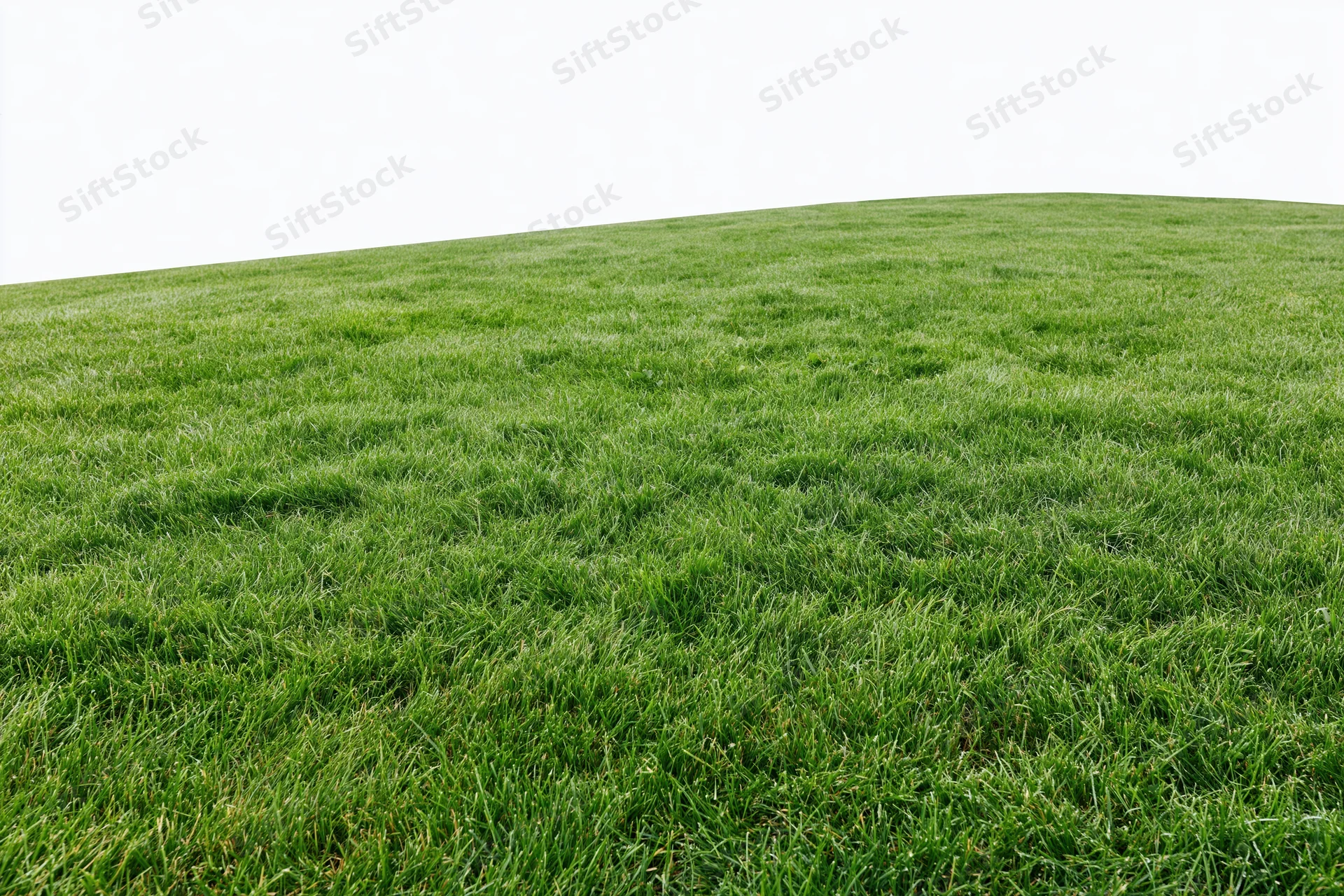 Freshly mowed green grass lawn sloping upward in an open outdoor space