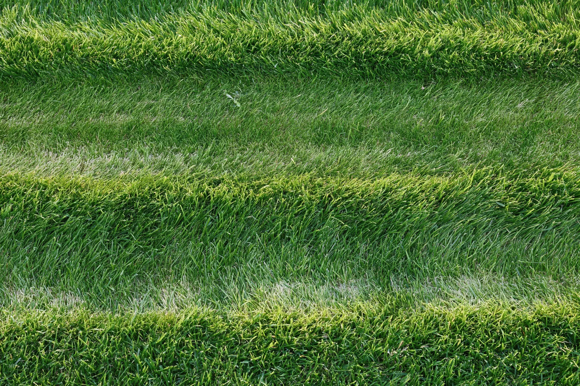 Freshly mowed green grass lawn with striped pattern viewed from above