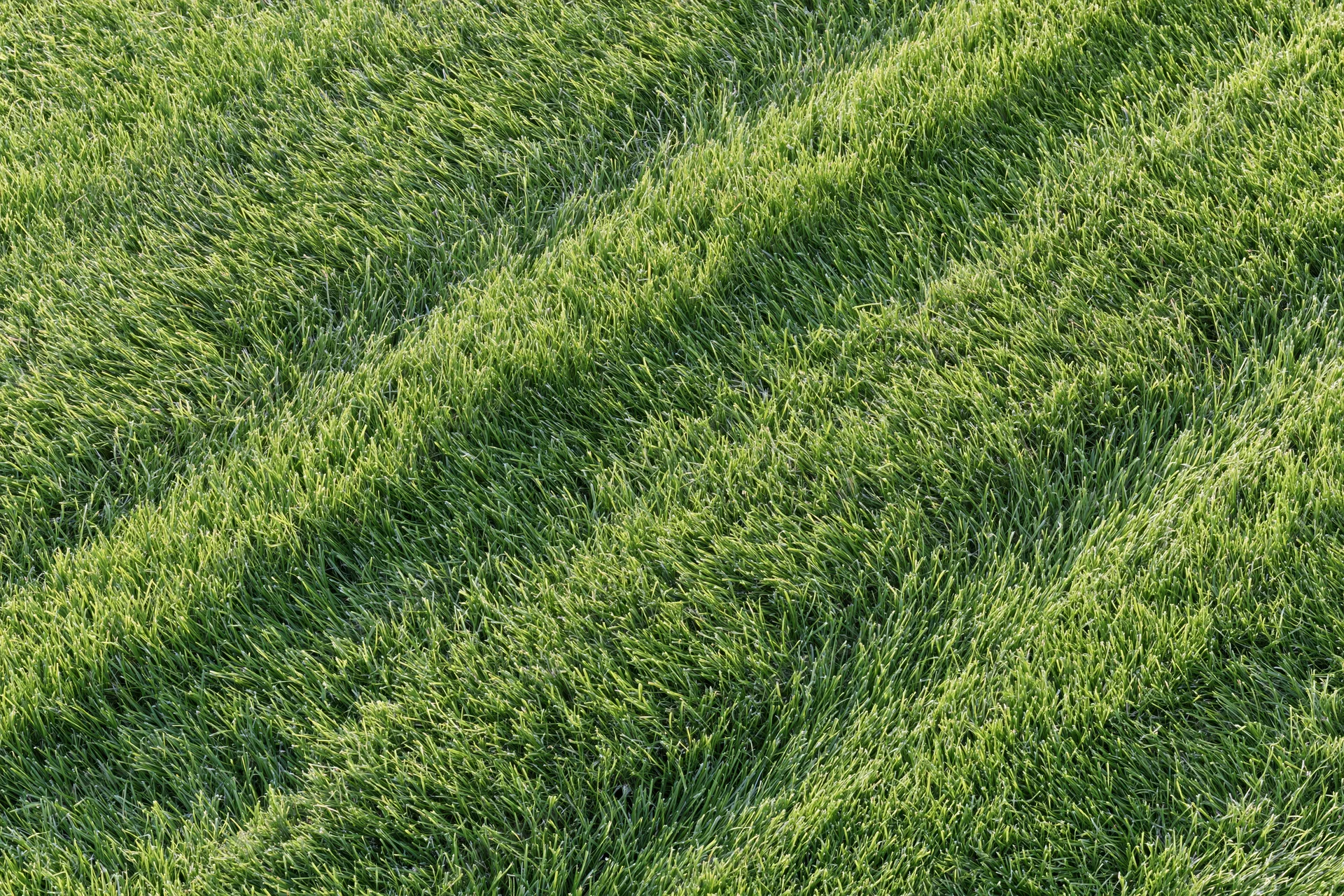 Freshly mowed green grass lawn viewed from directly above showing striped texture