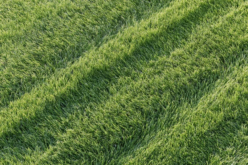 Freshly mowed green grass lawn viewed from directly above showing striped texture