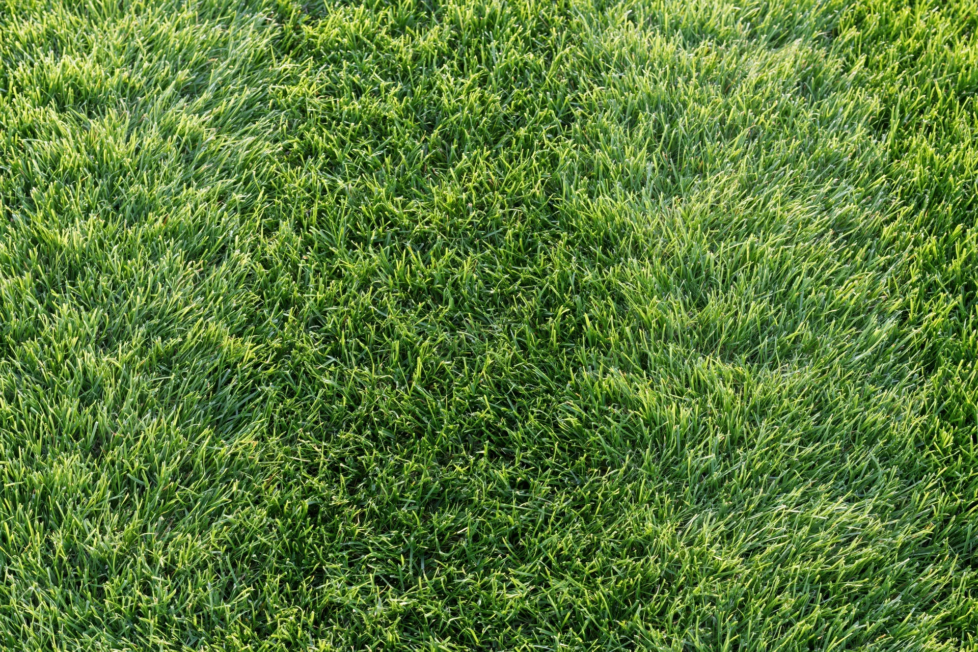 Freshly mowed green grass lawn viewed from directly above filling the frame
