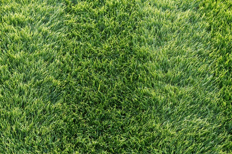 Freshly mowed green grass lawn viewed from directly above filling the frame
