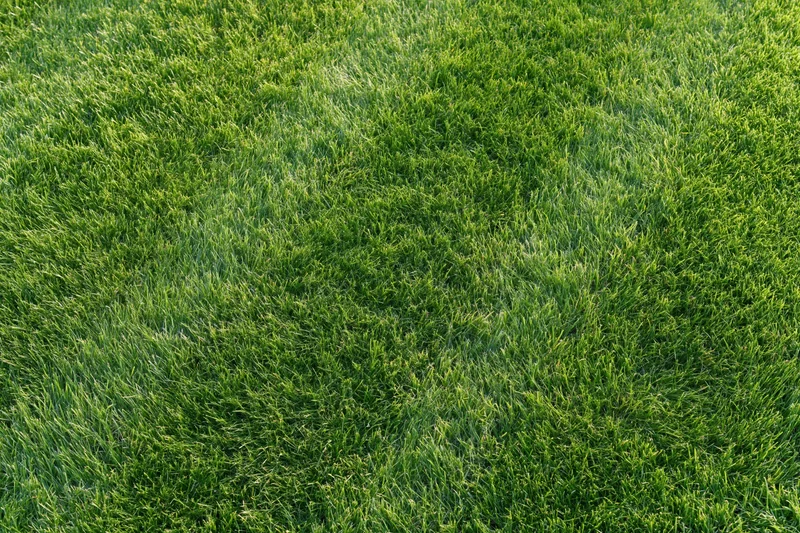 Freshly mowed green grass lawn viewed from directly above filling the frame