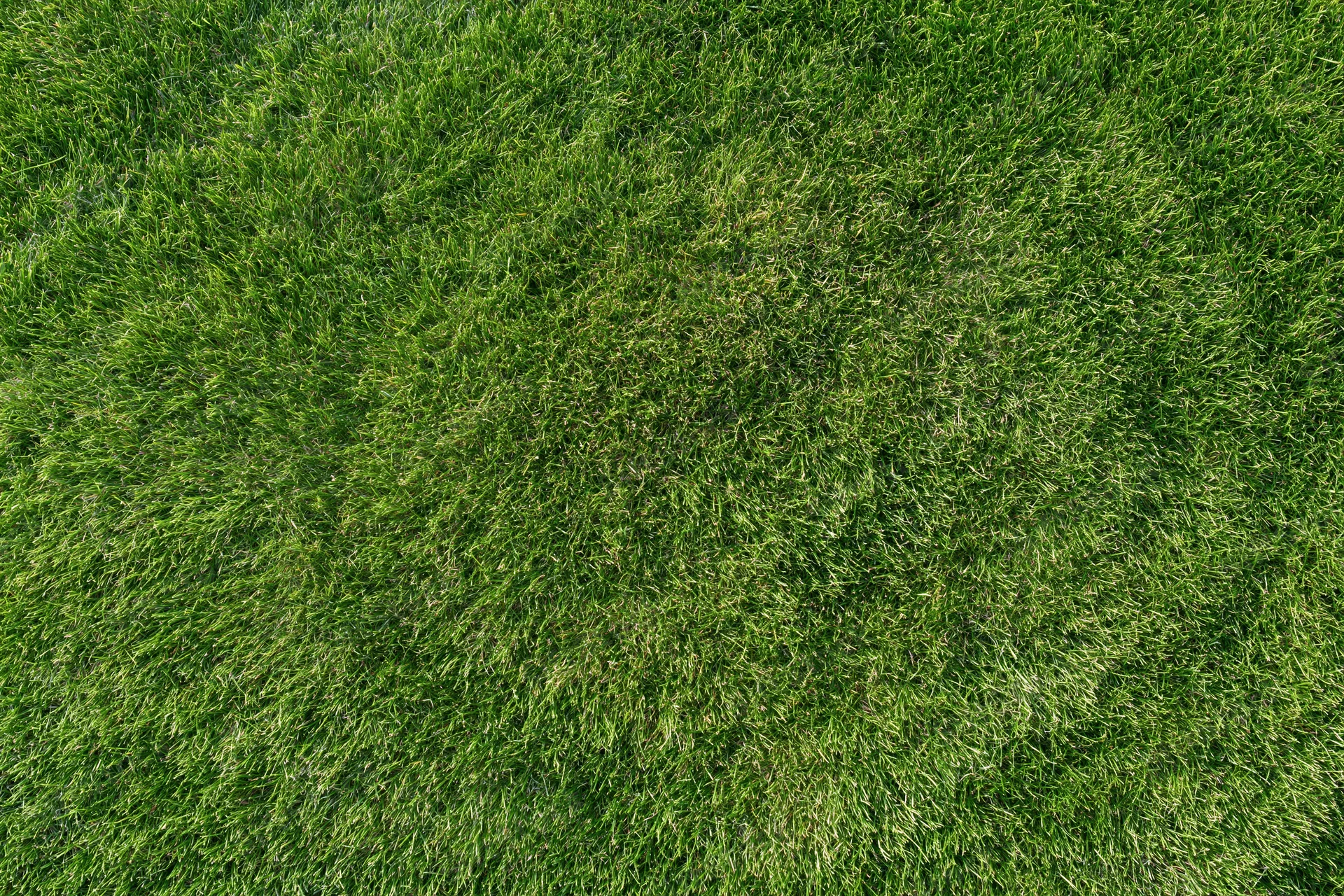 Freshly mowed green grass lawn viewed from directly above in a flat overhead shot