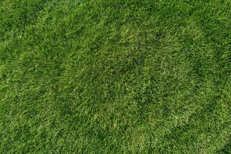 Freshly mowed green grass lawn viewed from directly above in a flat overhead shot