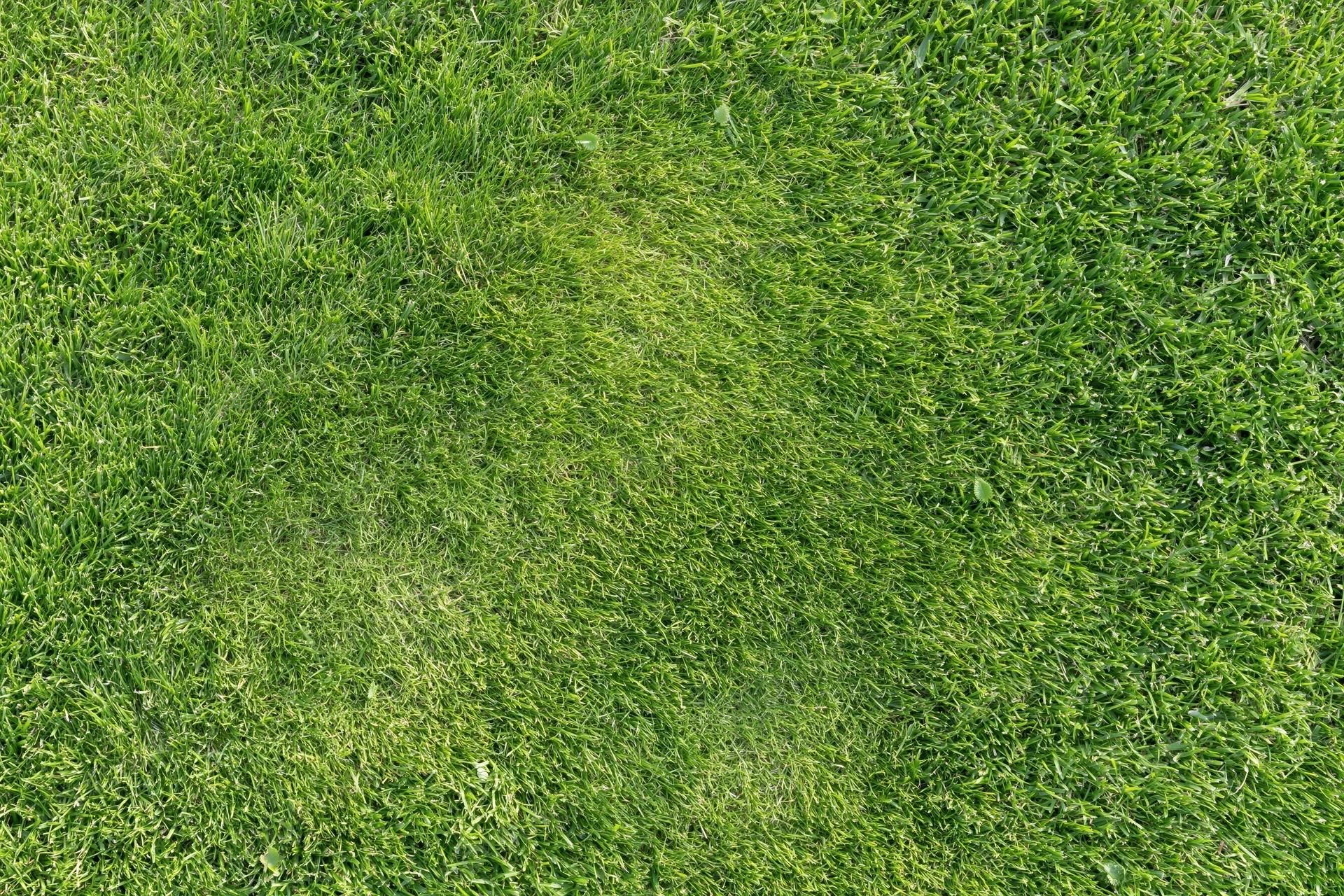 Freshly mowed green grass lawn viewed from directly above in a flat overhead shot