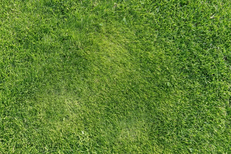 Freshly mowed green grass lawn viewed from directly above in a flat overhead shot