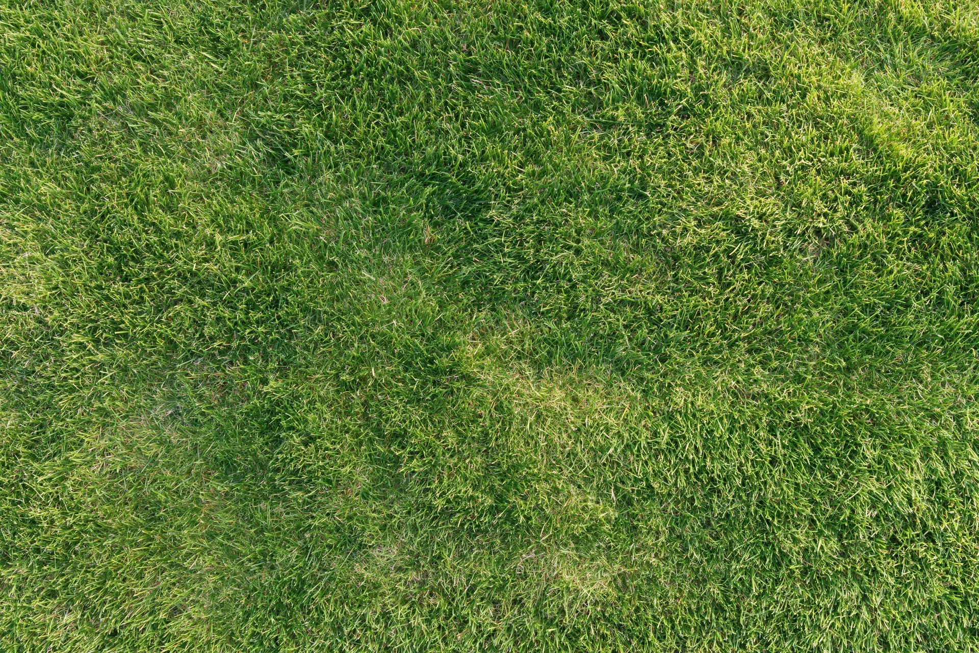 Freshly mowed green grass lawn viewed from directly above in a flat overhead shot