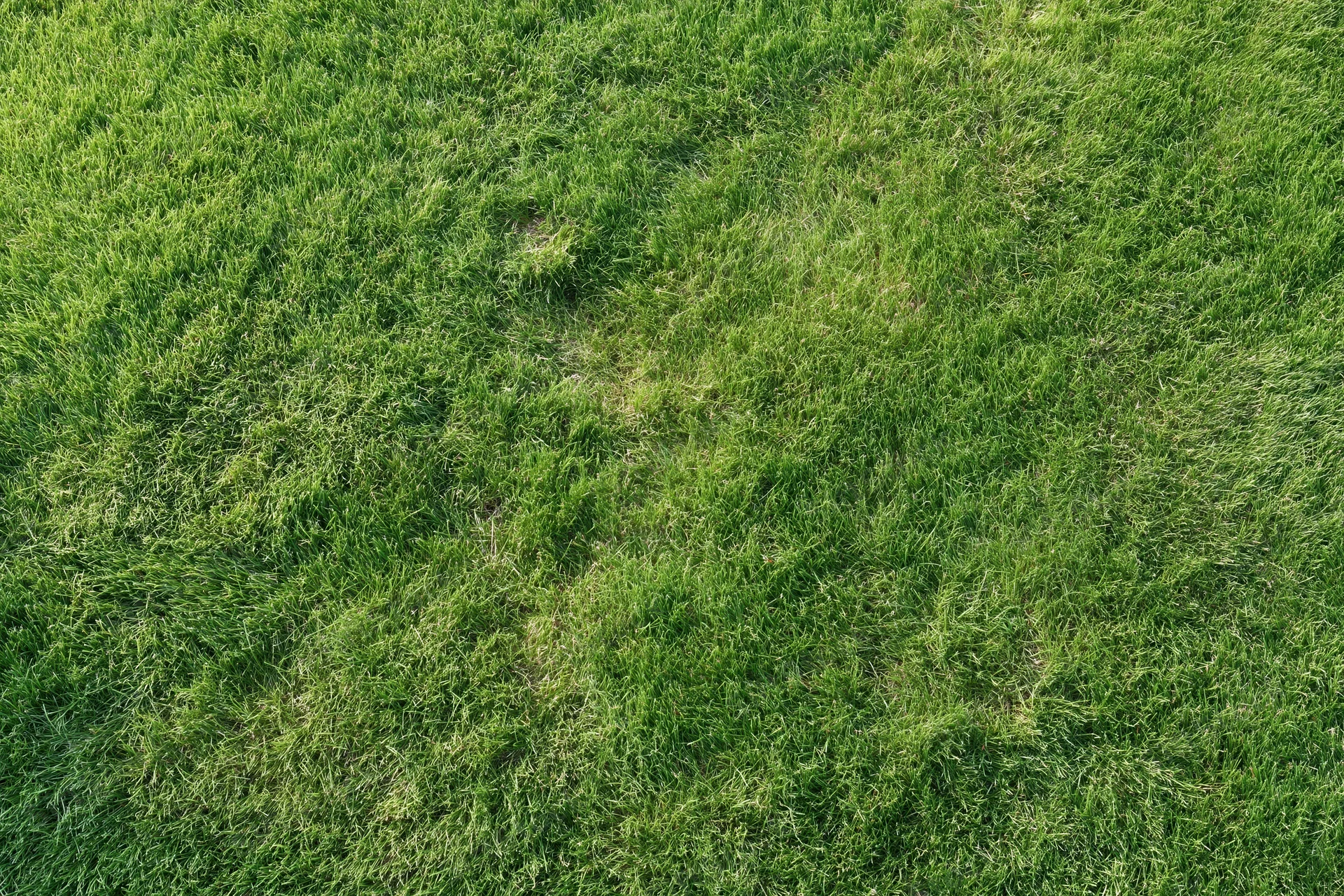 Freshly mowed green grass lawn viewed from directly above