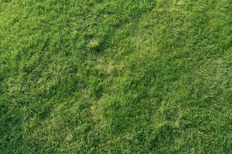 Freshly mowed green grass lawn viewed from directly above
