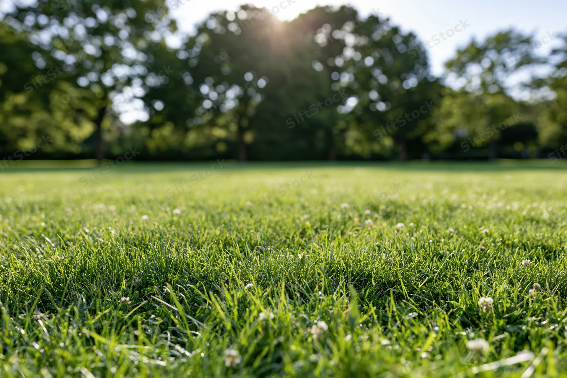 Freshly mowed green lawn stretching across a suburban park under bright sunlight with trees in the background