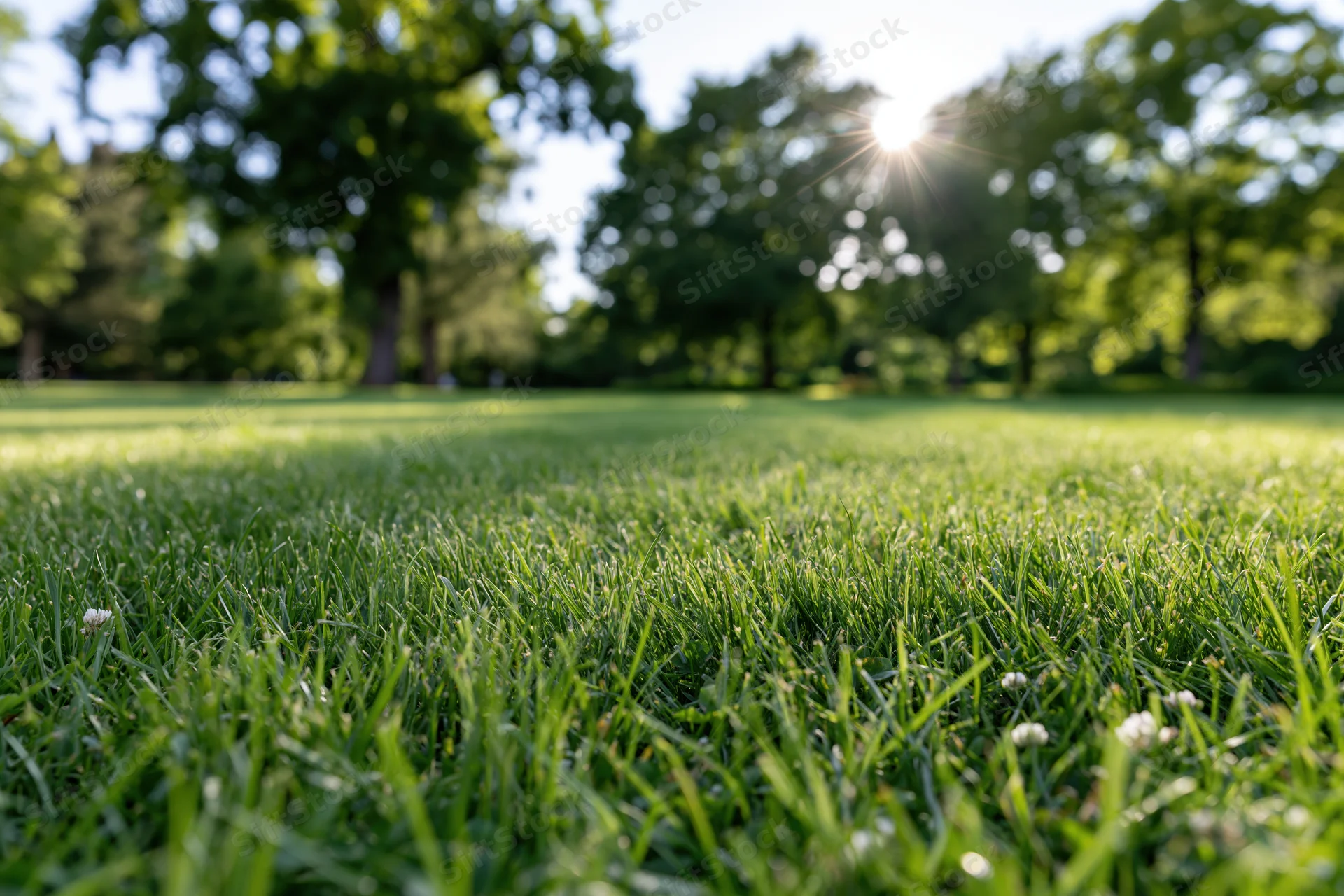 Freshly mowed green lawn stretching across a suburban park under bright sunlight with trees in the background