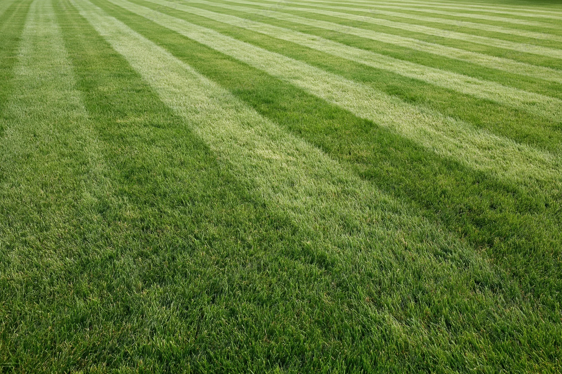 Freshly mowed lawn with alternating light and dark stripes filling the frame