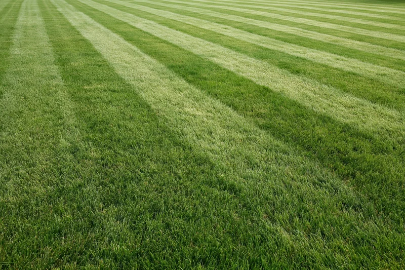 Freshly mowed lawn with alternating light and dark stripes filling the frame