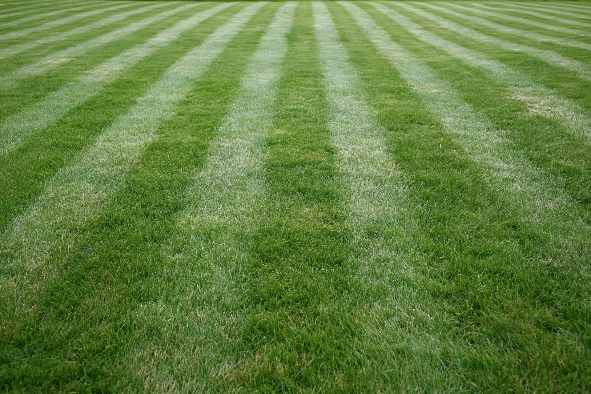Freshly mowed lawn with alternating light and dark stripes filling the frame