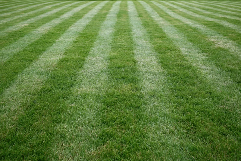 Freshly mowed lawn with alternating light and dark stripes filling the frame