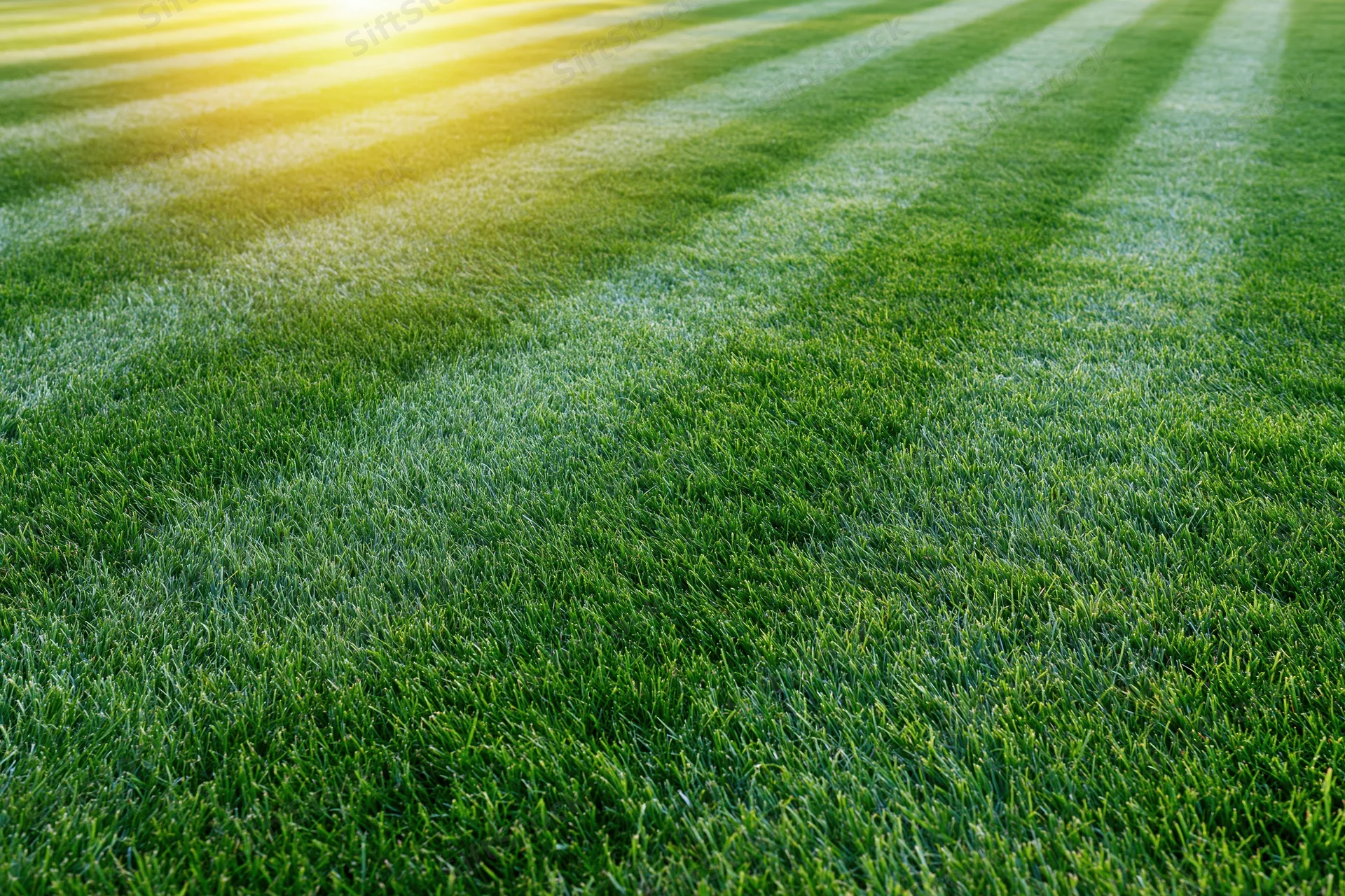 Freshly mowed lawn with alternating light and dark stripes under sunlight