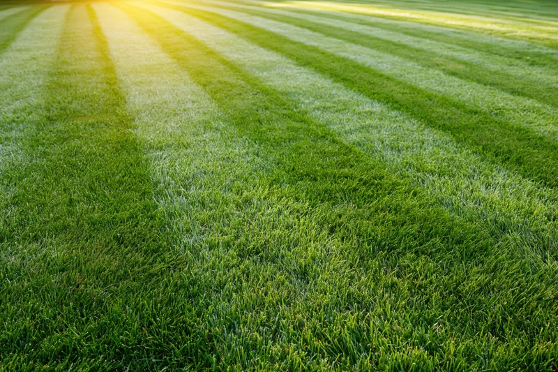 Freshly mowed lawn with alternating light and dark stripes filling the frame