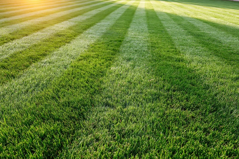Freshly mowed lawn with alternating light and shadow stripes filling the frame