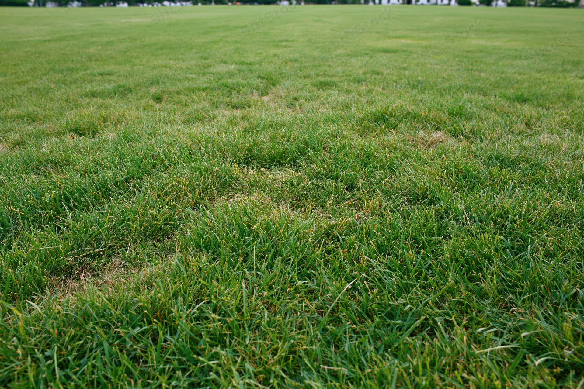 Freshly mowed grass covering flat ground in an open outdoor area
