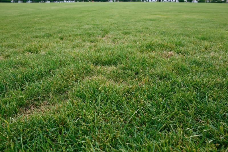 Freshly mowed grass covering flat ground in an open outdoor area