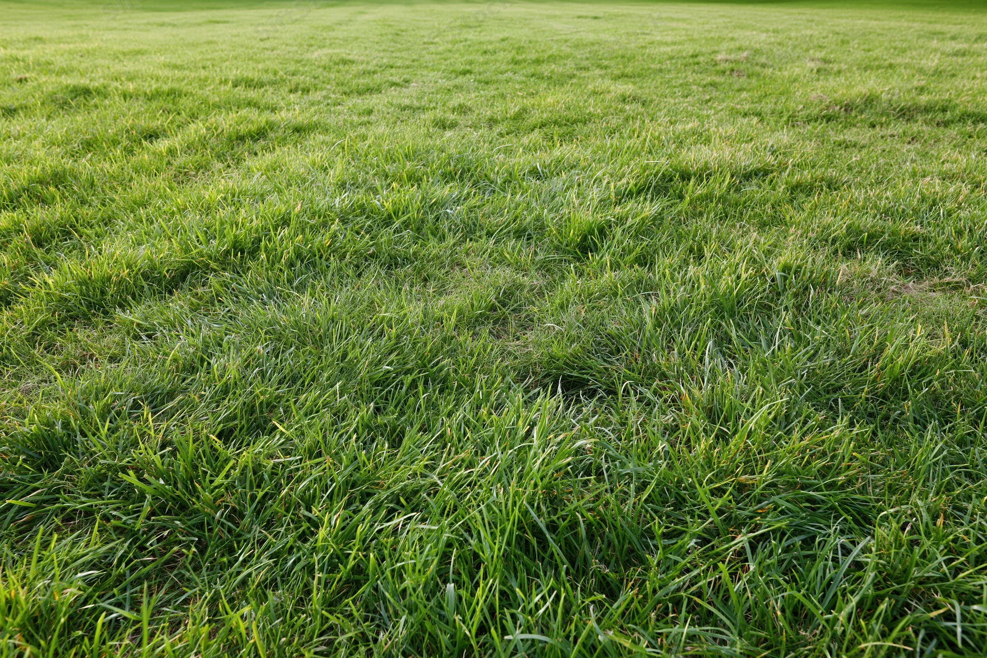 Freshly mowed green grass covering flat ground in a lawn