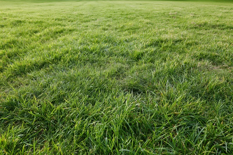 Freshly mowed green grass covering flat ground in a lawn