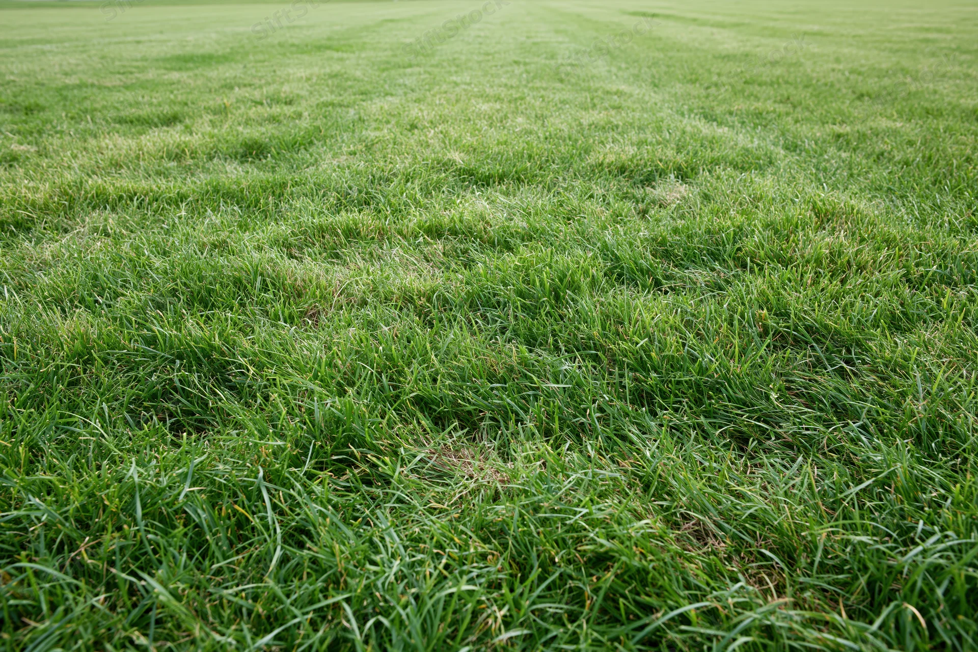 Freshly mowed green grass covering flat ground in a lawn