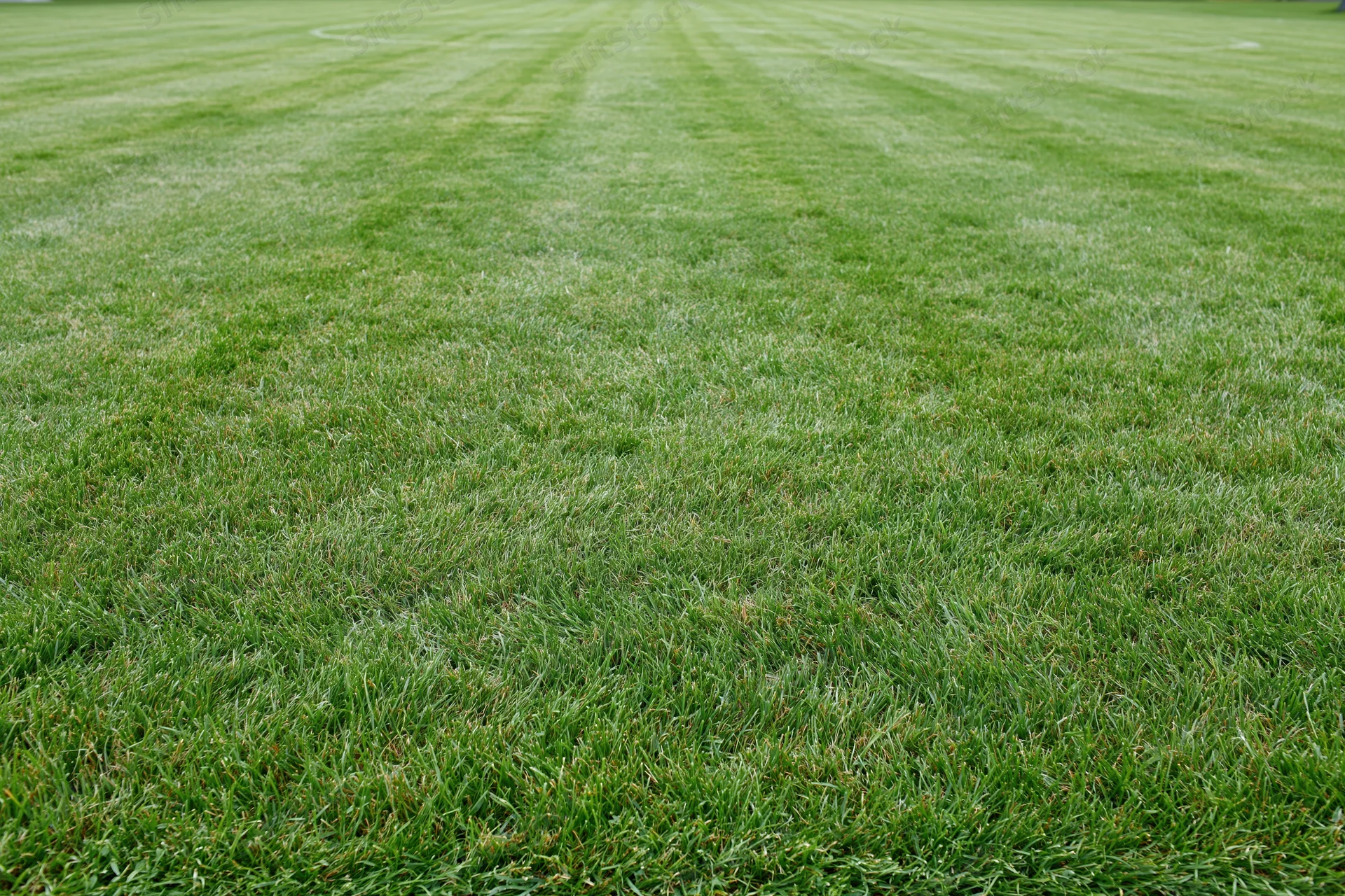 Freshly mowed lawn with striped pattern stretching across the frame